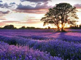 Revitalize- Vanilla & Lavender