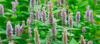 Morning Kiss-Vanilla & Patchouli