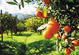 Summer Breeze A blend of orange and Vanilla